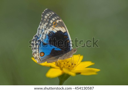 Blue Pansy butterfly flying on yellow flower