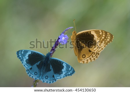 Blue Pansy butterfly flying on purple flower