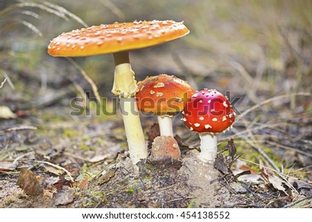 Mushroom in the undergrowth. Royalty-Free Stock Photo #454138552