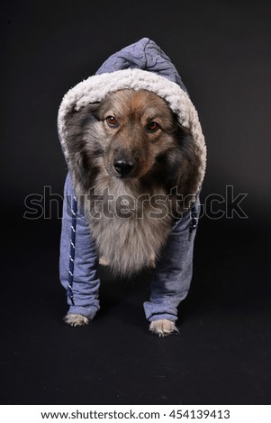 Dog, Hooded Keeshond