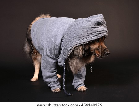 Dog, Hooded Keeshond