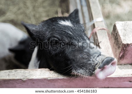 farm animal pig baby pet