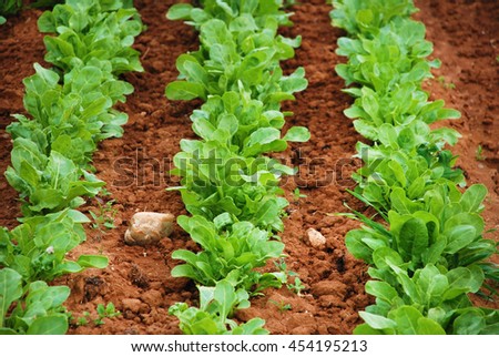 Salad leaves. Royalty-Free Stock Photo #454195213