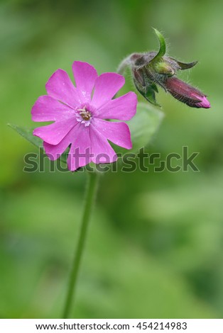 Red Campion - Silene dioica
Flower & bud against diffused background
