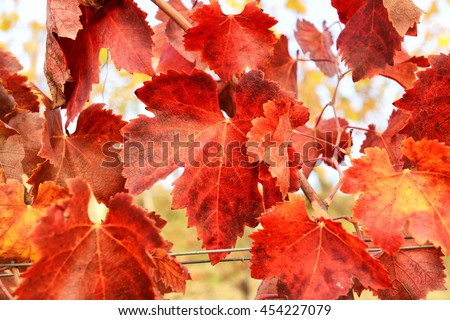 From vine with grapes and leaves. Royalty-Free Stock Photo #454227079