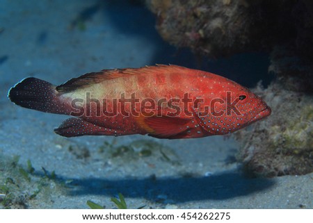 Halfspotted grouper fish (Cephalopholis hemistiktos) in the coral reef of the red sea 