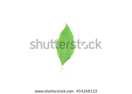 The green leaves and white logo