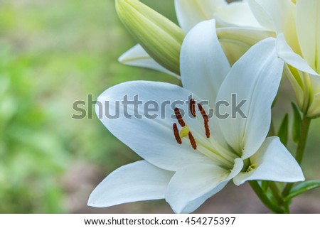 Background with a white lily.