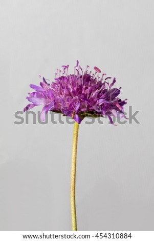 lilac and purple flowers thistle, buttercup, green stems, branches, leaves and buds