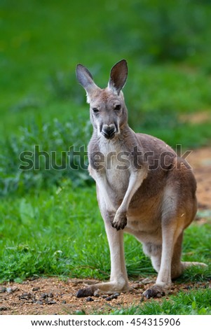 Red Kangaroo (Macropus rufus) all figure to graze on grass