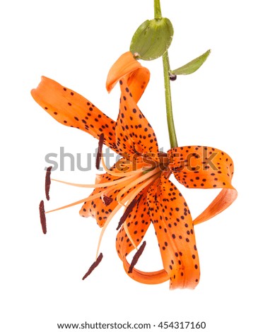 tiger lily flower bud isolated on white background
