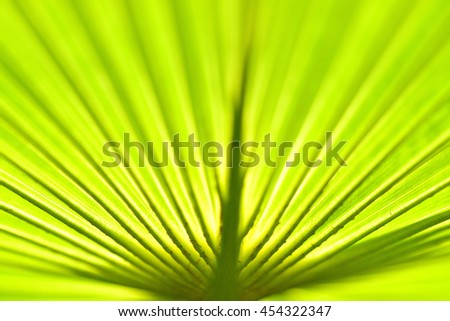 Closeup of backlit palm leaf. Rays of veins. Example of Narrow depth of field. Chartreuse color.
