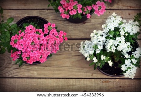 Flowers on a wood background