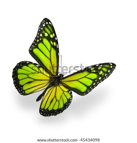 Green color enhanced butterfly Isolated on White. Soft shadow underneath.