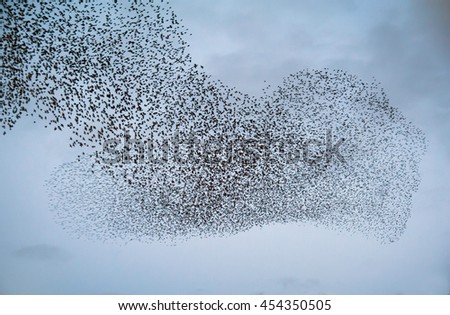 Large flock of starlings Royalty-Free Stock Photo #454350505