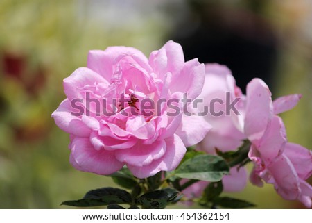 Rose pink color in sunshine day, pink flowers