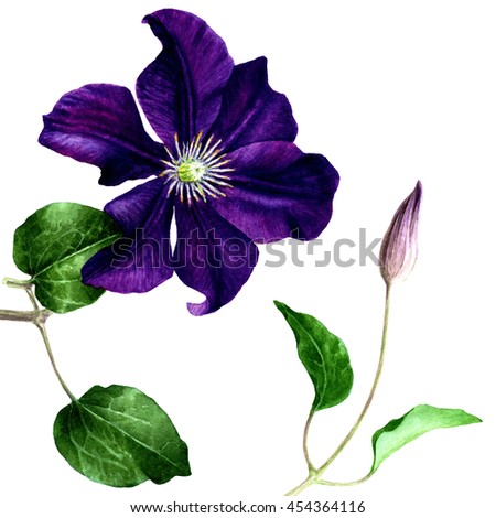 Clematis botanical illustration. Watercolor painting. Isolated on white.
