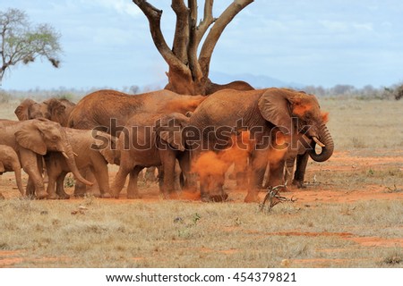 Elephant on savannah in National park of Africa