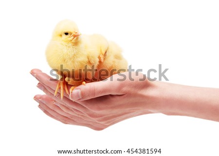 Close up of female hands holding two small yellow chickens isolated on white background