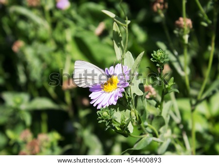 
Little butterfly on a purple flower