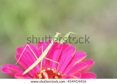 Mantis on a zinnia/Pictured a mantis on a red zinnia.
