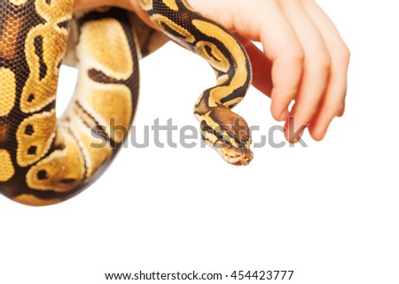 Picture of Royal or Ball python on hand