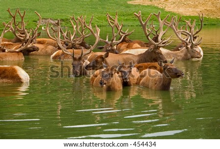 This is a shot of some elk cooling off in a pond.