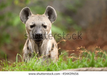 Hyena in the wild.
