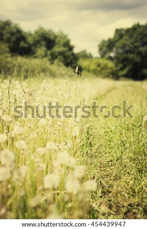 
Summer background with Dandelion meadow
