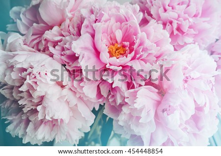 Fresh bunch of pink peonies peony roses flowers, white with blue effect shine. Pastel floral wallpaper, background from flower petals. Trendy color. Bloom love concept. Card, text place, copy space.