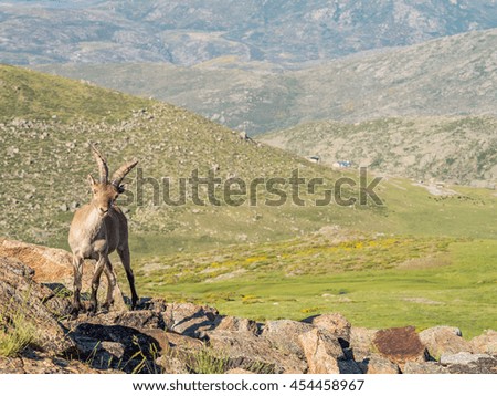 Alpine ibex (Capra pyrenaica) on the summit of the mountain in Sierra de Gredos mountain range (Spain)