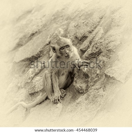 The monkey is waiting for tourists on the wall of an ancient Hindu temple - Bali, Indonesia (stylized retro)