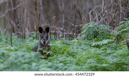 Grey kangaroo in the wild, eating among native Australian vegetation.