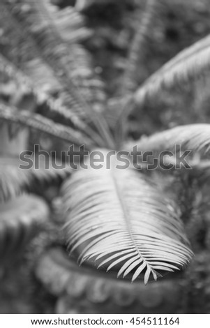 Green leaves in home garden with black and white filter