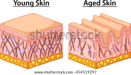 Diagram showing young and aged skin illustration