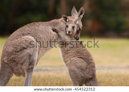 Mother and Baby Kangaroo Hug Royalty-Free Stock Photo #454522312