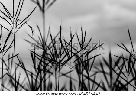 silhouette of blurry grass with cloudy sky in white tone