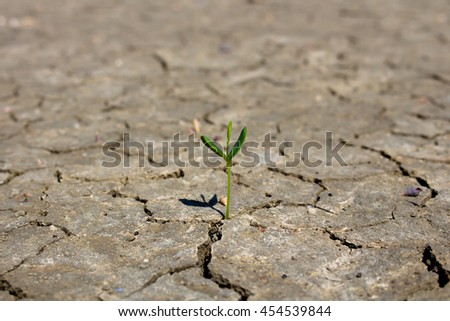 Photo new life plant dry areas, Concept and Ideas About Drought