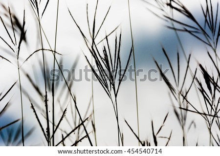 silhouette of blurry grass with cloudy sky 
