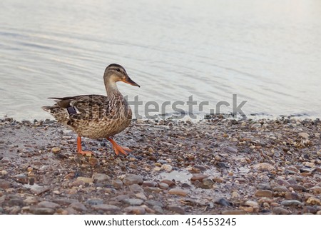 One duck on the bank against the backdrop of water