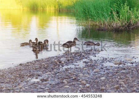 Group of ducks swimming in the water on a background of grass. Sunlight