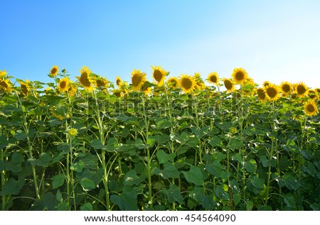 Close up on Sunflowers Field with Copy Space. Helianthus or sunflowers with sunflower field and blue sky.
