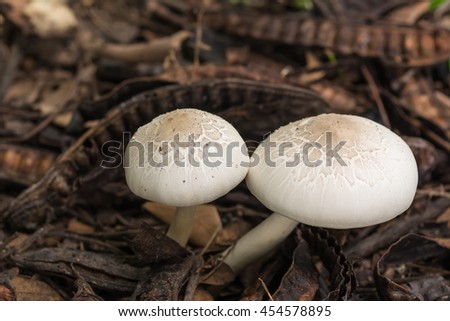 slobbing mushroom
