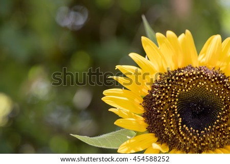 Sunflower on nature background.
