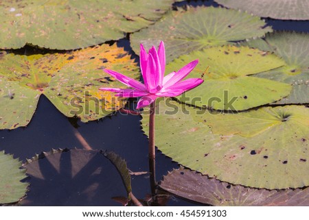 Lotus flower with green lotus leaf blurry background:Close up,select focus with shallow depth of field.