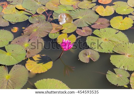Lotus flower with green lotus leaf blurry background:Close up,select focus with shallow depth of field.