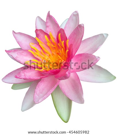 Pink Lotus on White Background, Isolate