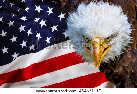 Angry north american bald eagle on american flag.