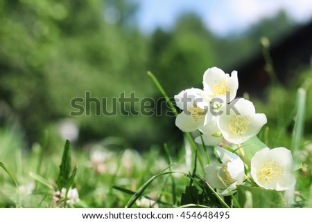 daisy and jasmine bush in summer 