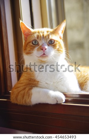 A red cat sunbathing like a human